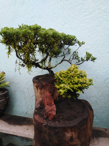 Arte Bonsai Otomí