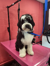 Photo n°13 de Tom&Co Chinon - Animalerie - Dog Wash à Chinon (Toiletteur)