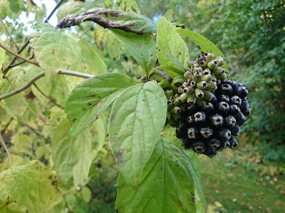 Photos of Luua arboreetum