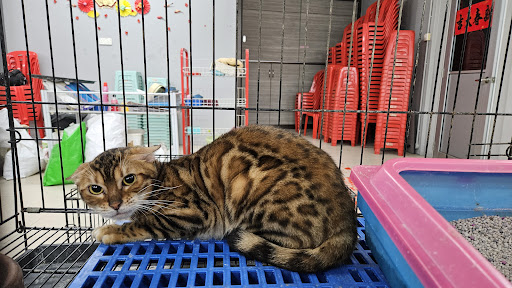 Fairos Pet 2012, Muar, Johor (SANGKAR KUCING TERMURAH)