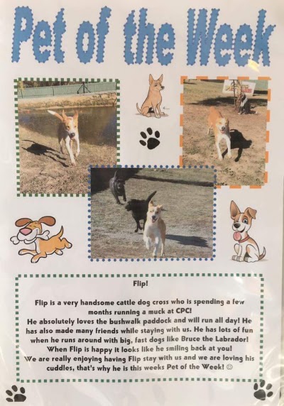 Photos of Canberra Pet Care