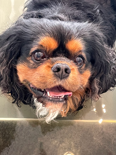 Buxton K9 Hydrotherapy & Raw Food - Thumbnail