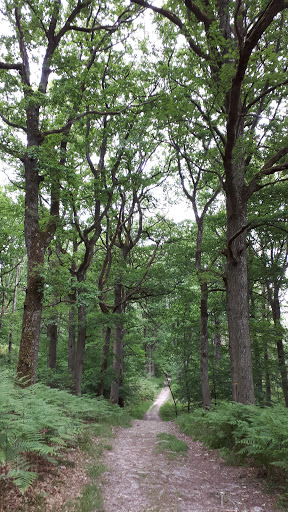 Forêt Domaniale de Rambouillet