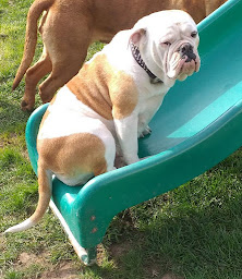 Photo n°2 de Elevage Canin du Masque de Seth à Willer-sur-Thur (Éleveur de chiens)