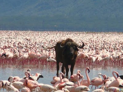Photos of Kenya Tours & Safaris