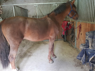 Photo n°3 de Ecurie de Bellecombe à Les Issards (Écurie)