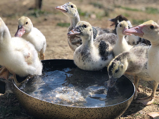Alpaca Village - Thumbnail