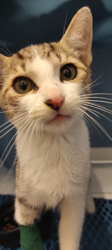 Ambulatorio Veterinario MIDA - Thumbnail