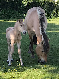 Photo n°2 de Ferme Relais de la Baie de Somme à Ponthoile (Éleveur de chevaux)