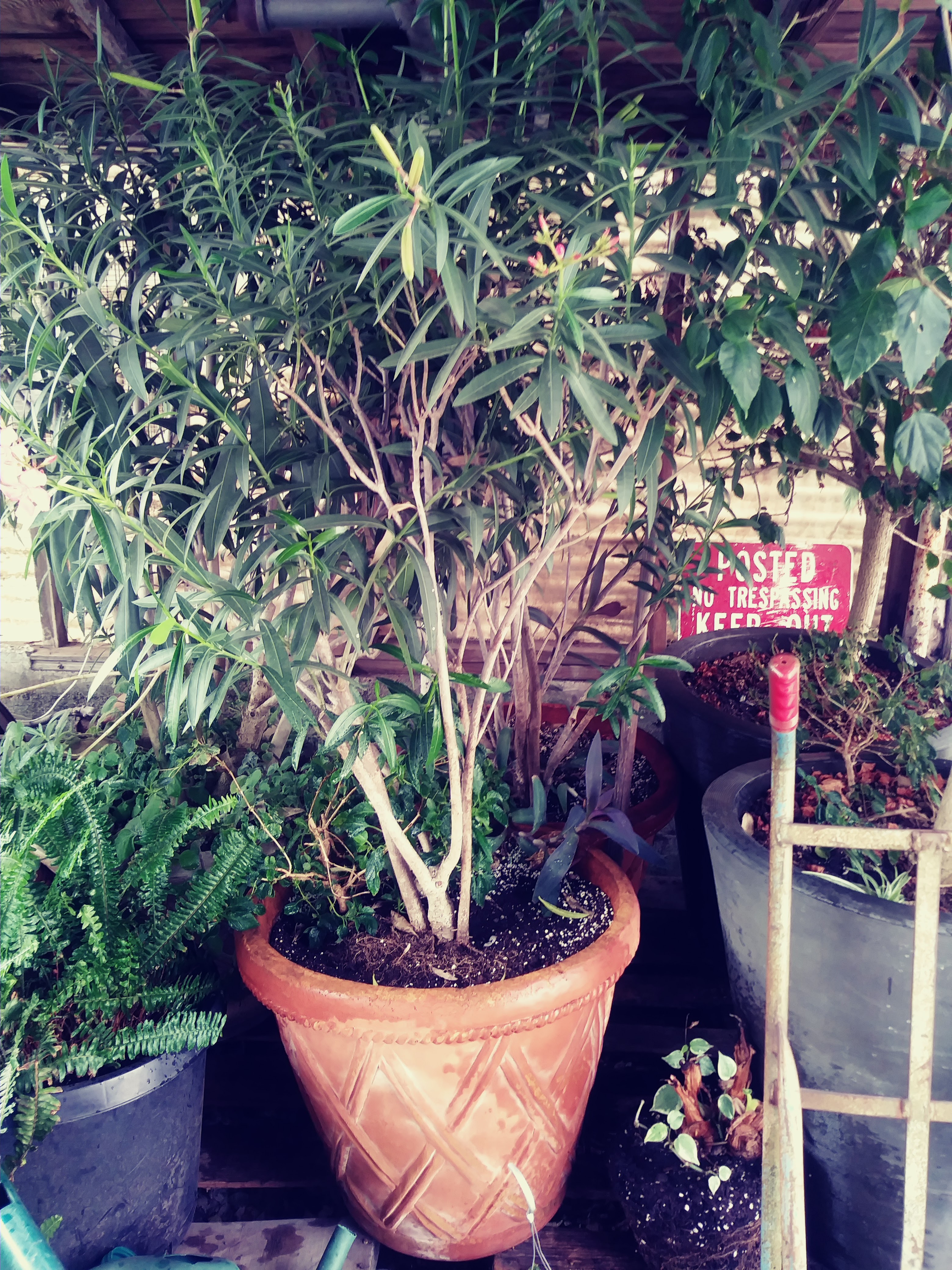 Wichita Greenhouse
