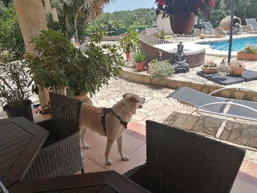 Hotel para perros Nika's Bell-Hotel