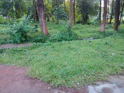 Photos of Tsunami Garden