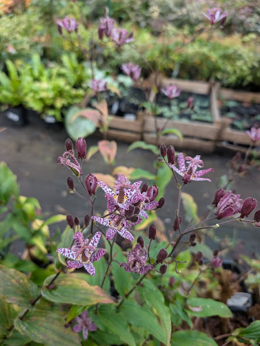 Szkółka Przytok Rośliny ozdobne i owocowe - Ogrodnik