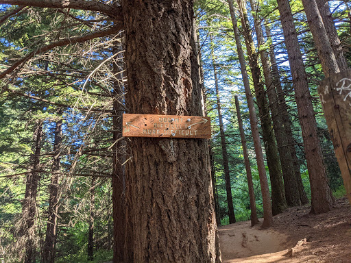 Dog Mountain Trail - Thumbnail