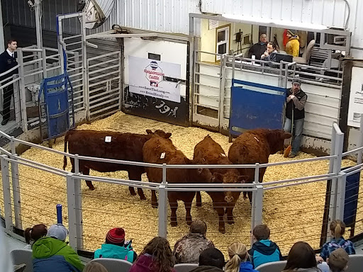 Napoleon Livestock