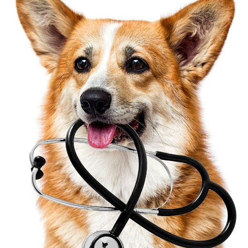 Clínica Veterinària Gàtika - Veterinario Hospitalet