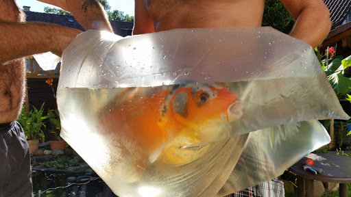 H+R Koi - Thumbnail