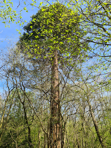 Edolph's Copse Gallery - United Kingdom