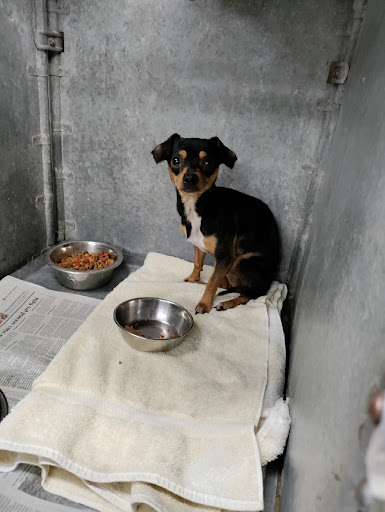 Alamogordo Animal Control - Thumbnail