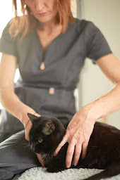 Photo n°21 de Clinique Vétérinaire Animalliance à Vitré (Vétérinaire)