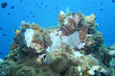 Photos of Blue Lagoon Dive Shop