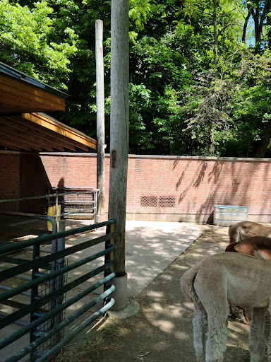 Alpaca - Visual