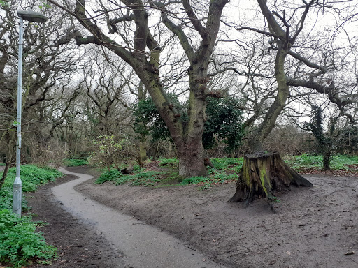 Blackheath Woods - Thumbnail