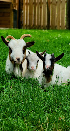 Photo n°1 de La Ferme Du Bon'Air à Lourdes (Zoo)