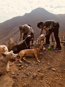 Veterinary Javier Prado 2