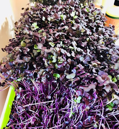 HydroCat Microgreens