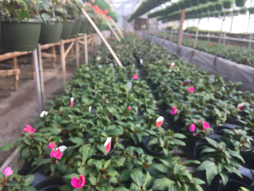 Bethlehem Greenhouse & Nursery - Thumbnail
