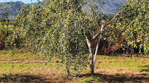 Photo n°14 de Domaine Petraghje à Linguizzetta (Épicerie)