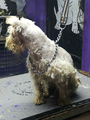 Clínica Veterinaria El Ovejero