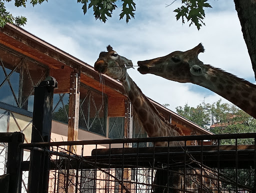 Recinto Giraffe - Visual