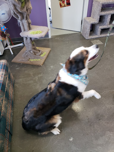 Pincher Creek Humane Society - Thumbnail