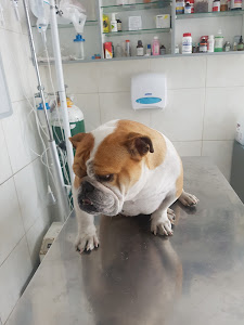 Clínica Veterinaria Surco Vet 2