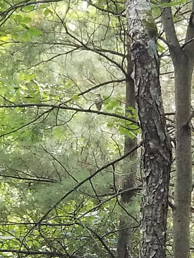 Pine Campground - Visual