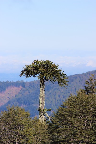 Photos of Los Paraguas National Park