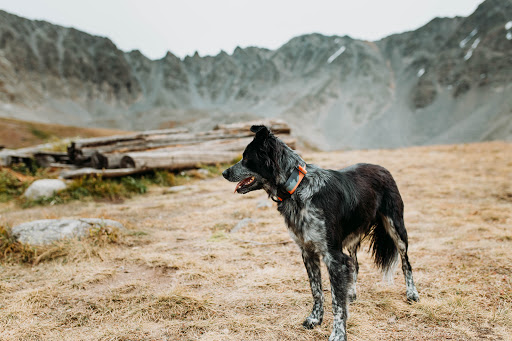 Pacific Hound - Thumbnail