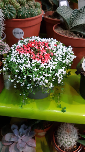 Flowerbase - Visual
