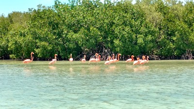 Photos of Rio Lagartos Tours