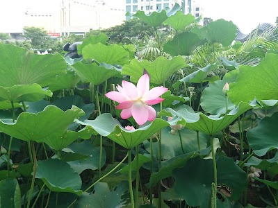 Photos of Dra. Laurinda M. Esparteiro Garden