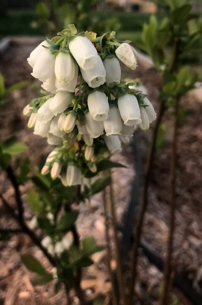 Missouri Berries - Berry Farm