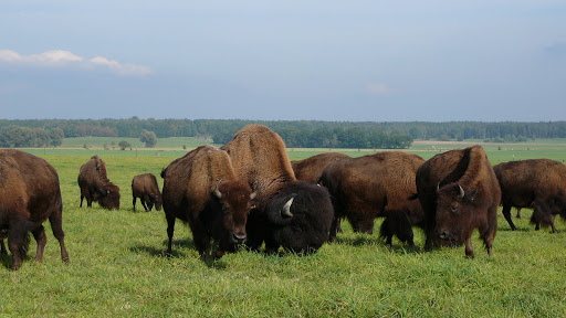 Bisongehege Wermsdorf