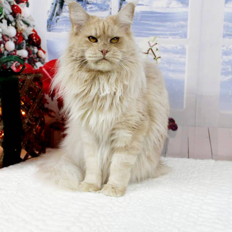 Texas Main Attraction Maine Coon Cattery - Cattery