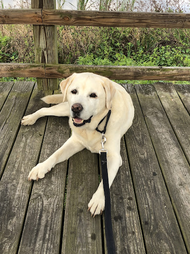 Shadow Lake Animal Hospital - Thumbnail