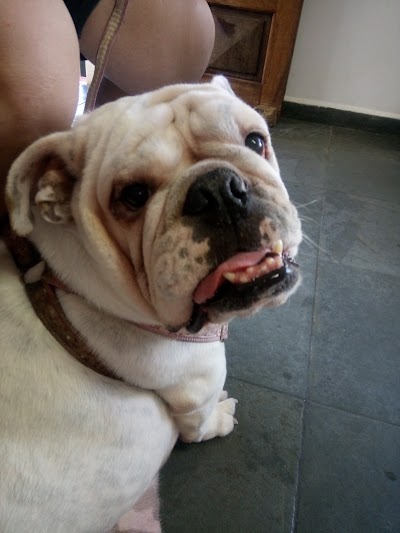 Photos of Four Paws Veterinary Clinic