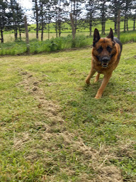 Photo n°12 de Pension Canine Élevage Des Terres Plaines à Joux-la-Ville (Éleveur)