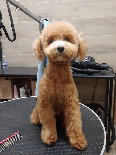 Pet Lab - Visual