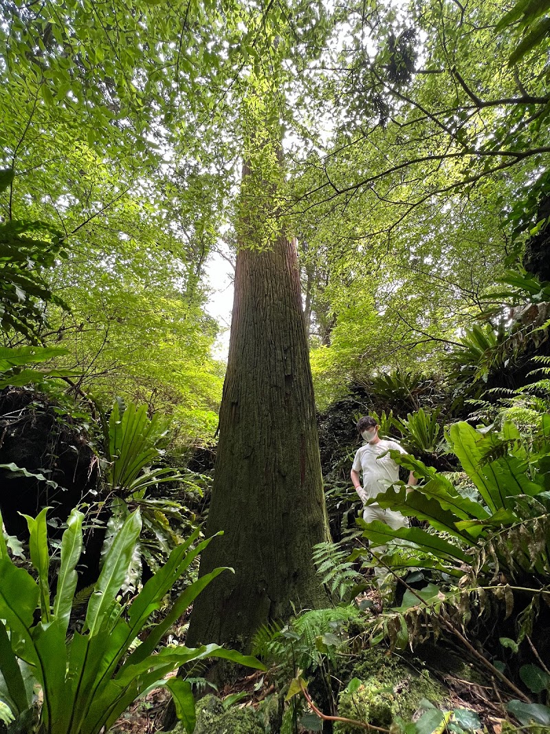 Aogamiray コワーキングスペースNYAYA